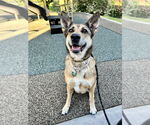 Small #5 German Shepherd Dog Mix