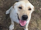 Small Photo #1 Labrador Retriever Puppy For Sale in WINFIELD, KS, USA