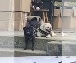 Small Photo #1 Pug Puppy For Sale in NEW IPSWICH, NH, USA