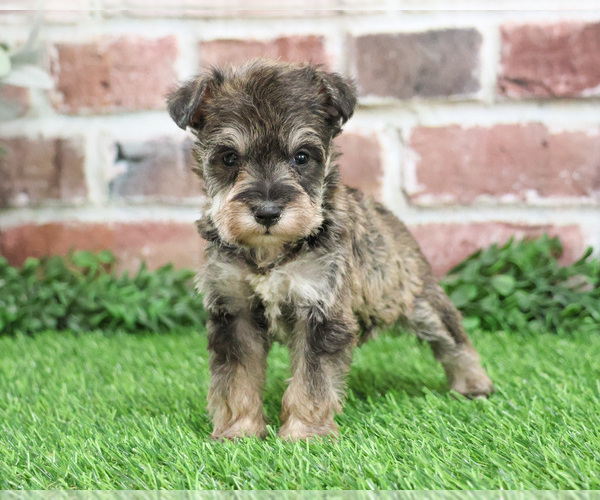 Medium Photo #4 Schnauzer (Miniature) Puppy For Sale in SYRACUSE, IN, USA