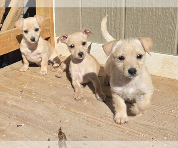 Medium Photo #2 Chihuahua-Norfolk Terrier Mix Puppy For Sale in Peralta, NM, USA
