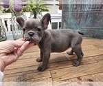 Small Photo #3 French Bulldog Puppy For Sale in WENTZVILLE, MO, USA