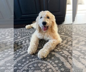 Goldendoodle Puppy for sale in RANDOLPH, NY, USA