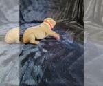 Small #3 Olde English Bulldogge