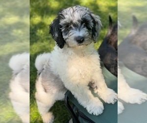 Australian Labradoodle-Poodle (Standard) Mix Puppy for sale in MILLVILLE, MN, USA
