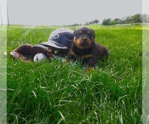 Rottweiler Puppy for sale in CASSVILLE, MO, USA