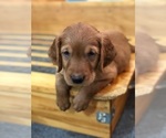 Small Photo #7 Golden Retriever Puppy For Sale in CARR, CO, USA