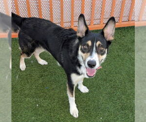 Siberian Husky-Unknown Mix Dogs for adoption in Las Vegas, NV, USA