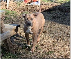American Staffordshire Terrier-Unknown Mix Dogs for adoption in Rowayton, CT, USA