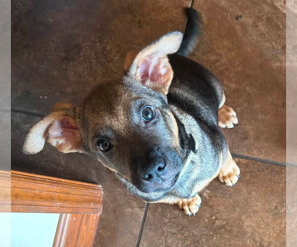 Medium Photo #2 Mutt Puppy For Sale in Germantown, OH, USA