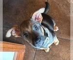 Small #1 Mutt