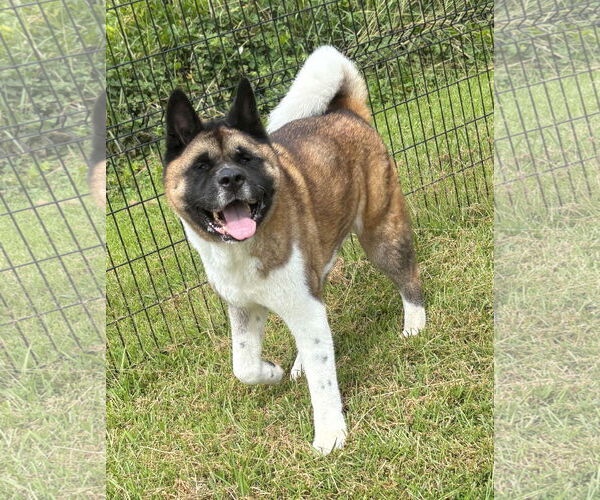 Medium Photo #2 Akita Puppy For Sale in Virginia Beach, VA, USA