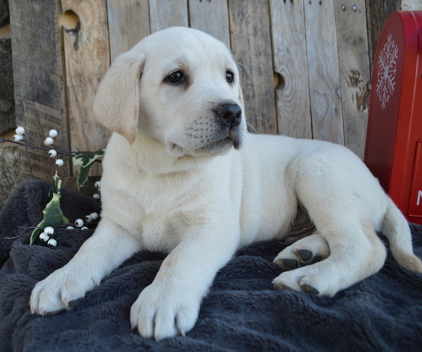 Medium Photo #1 Labrador Retriever Puppy For Sale in HONEY BROOK, PA, USA