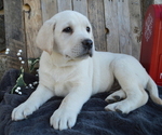 Small Photo #1 Labrador Retriever Puppy For Sale in HONEY BROOK, PA, USA