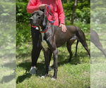 Small #18 Great Dane