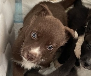 Labrador Retriever-Siberian Husky Mix Puppy for sale in SAN DIEGO, CA, USA