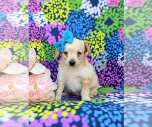 Fox Terrier (Smooth)-Poodle (Toy) Mix Puppy for sale in AIRVILLE, PA, USA