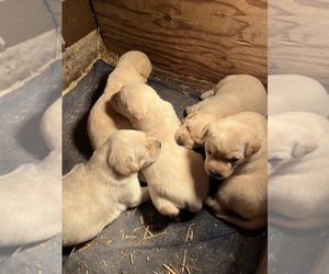 Labrador Retriever Puppy for sale in YUBA, WI, USA