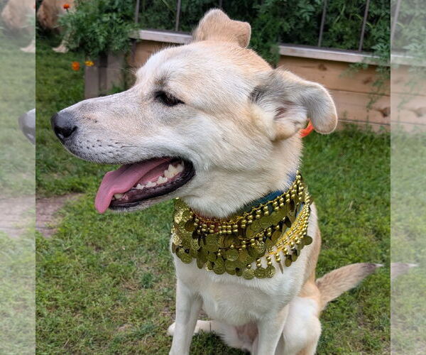 Medium Photo #6 Huskies -Unknown Mix Puppy For Sale in Fargo, ND, USA