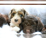 Small Photo #14 Cocker Spaniel-Poodle (Miniature) Mix Puppy For Sale in DUBARD, MS, USA