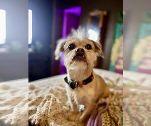 Angel - Female Mutt Dog for Adoption - Photo #6