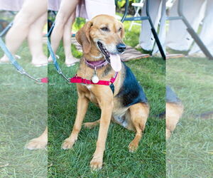 Mutt Dogs for adoption in Oakhurst, NJ, USA