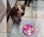 Small #3 Beagle