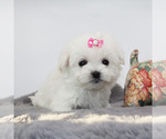 Small #1 Maltese