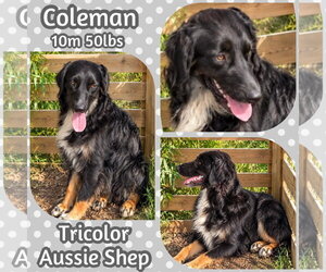 Coleman - Male Australian Shepherd Dog for Adoption - Photo #4