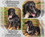 Small Photo #4 Australian Shepherd Puppy For Sale in Dallas, TX, USA