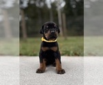 Small Photo #5 Doberman Pinscher Puppy For Sale in NEWTON, NC, USA
