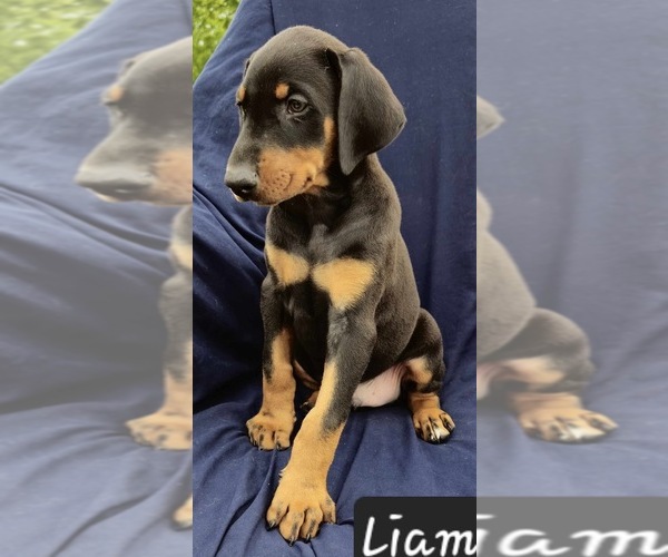 Medium Photo #4 Doberman Pinscher Puppy For Sale in POMEROY, OH, USA