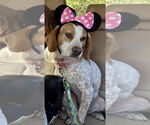 Small Beagle Mix