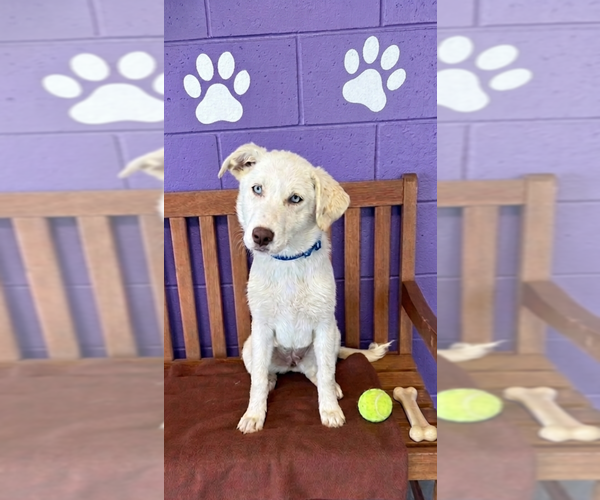 Medium Photo #2 Golden Pyrenees Puppy For Sale in Genesee, WI, USA