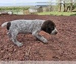 Small #3 German Shorthaired Pointer