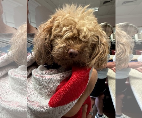 Medium Photo #3 Poodle (Miniature) Puppy For Sale in Holly Springs, NC, USA