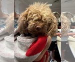 Small #2 Poodle (Miniature)