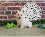 Small #6 West Highland White Terrier