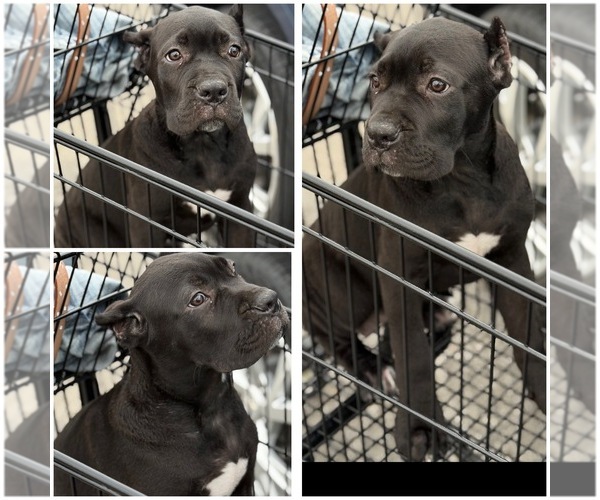 Medium Photo #7 Cane Corso Puppy For Sale in ANDERSON, IN, USA