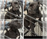 Small Photo #7 Cane Corso Puppy For Sale in ANDERSON, IN, USA
