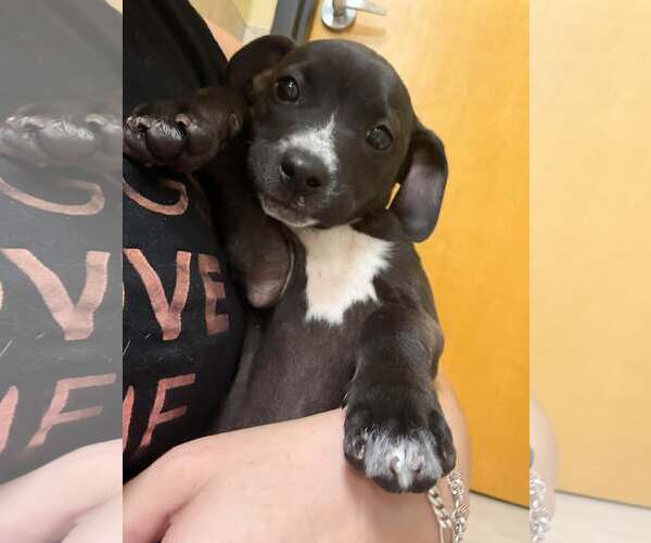 Medium Photo #2 Chihuahua-Pointer Mix Puppy For Sale in Pompano Beach , FL, USA