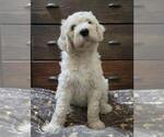 Puppy Georgie Goldendoodle