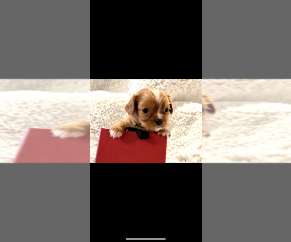 Medium Photo #2 Cavalier King Charles Spaniel Puppy For Sale in FRISCO, TX, USA
