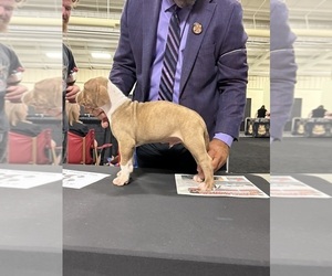 Medium American Bully