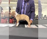 Puppy 3 American Bully