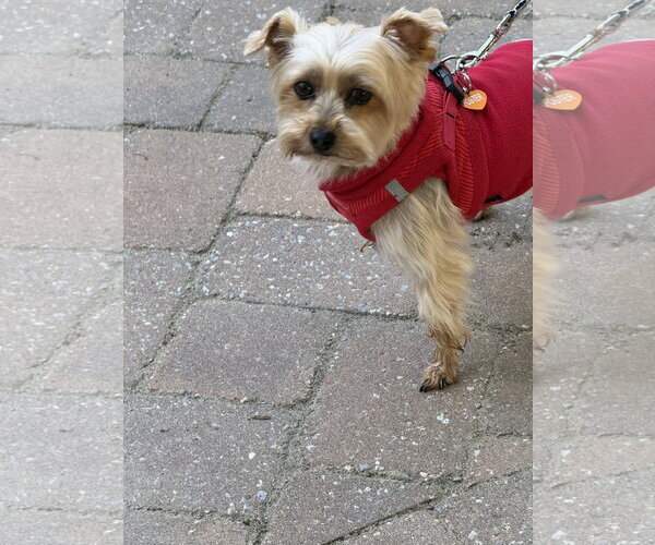 Medium Photo #4 Mutt Puppy For Sale in Allentown,, PA, USA