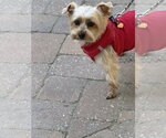 Small Photo #4 Mutt Puppy For Sale in Allentown,, PA, USA