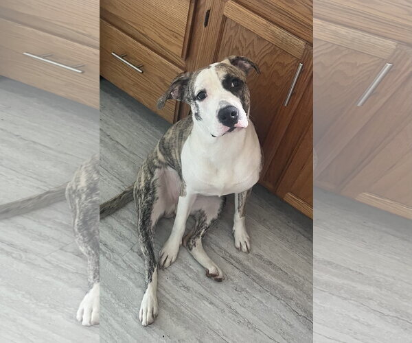 Medium Photo #2 American Staffordshire Terrier-Unknown Mix Puppy For Sale in Staten Island, NY, USA