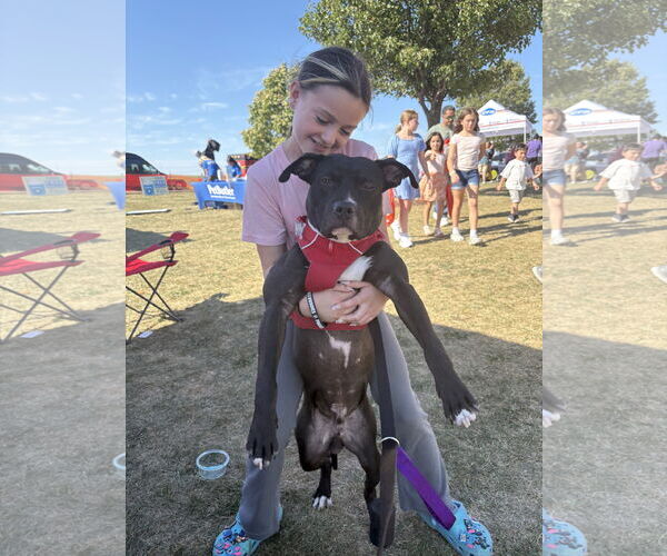Medium Photo #14 American Pit Bull Terrier-Unknown Mix Puppy For Sale in Crete, IL, USA