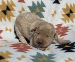 Labrador Retriever Puppy for sale in GENEVA, FL, USA